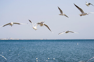 Fototapeta na wymiar Gulls fly over the sea against the blue sky.