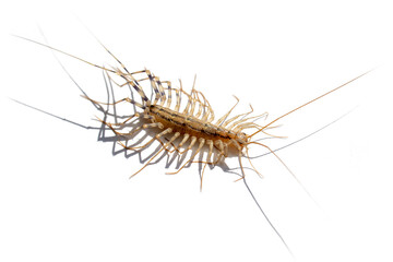 scary insect centipede isolated on white background. insect cleaning and disinfection concept