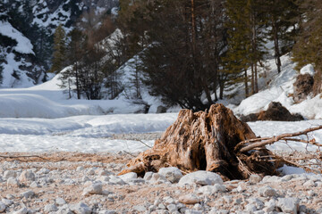 Log in the snow