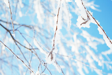 Close up amazing tree branches covered in snow with severe frost. Blue winter sky. Winter seasonal landscape. Selective focus. Clear winter's day. 