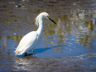 Snowy egret fishing in water