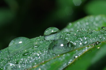 water drops on plants and leaf close up macro
