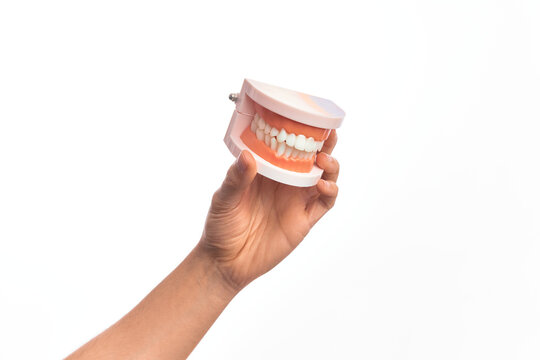 Hand of caucasian young man holding plastic denture teeth over isolated white background