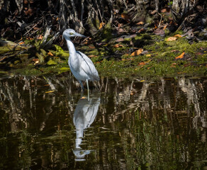 Juvenile little blue heron fishing in water