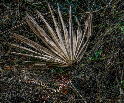 Dried Saw Palmetto Leaf