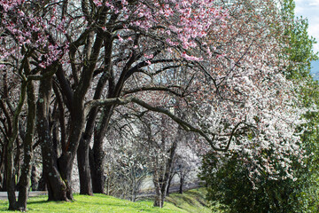 Flowering plum old trees in the park.