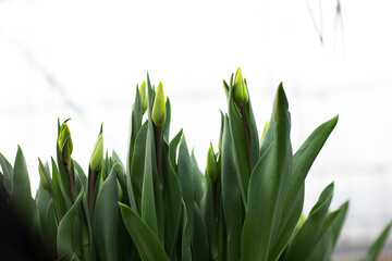 tulips growing in a greenhouse