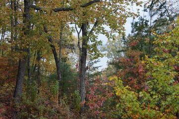 Blue Ridge GA Woods and Forest