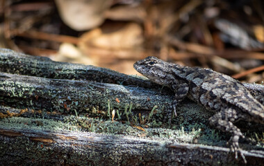 Lizard on wood in a forest