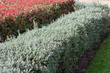 Red photinia fraseri and shrubby germander bush hedges in the urban landscape design.
