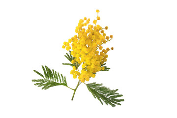 Mimosa or acacia fluffy spring yellow flowers isolated on white