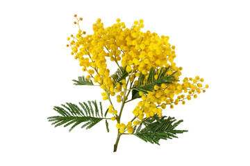 Mimosa or acacia dealbata yellow flowers isolated on white