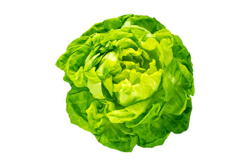 Fototapeta premium Green trocadero lettuce salad head