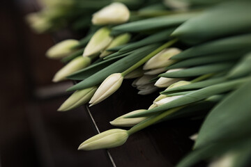 tulips growing in a greenhouse