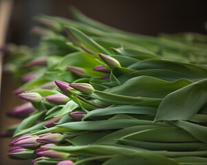 close up of fresh tulips