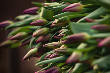 Obraz premium close up of fresh tulips