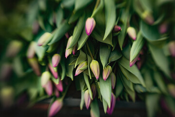 close up of fresh tulips