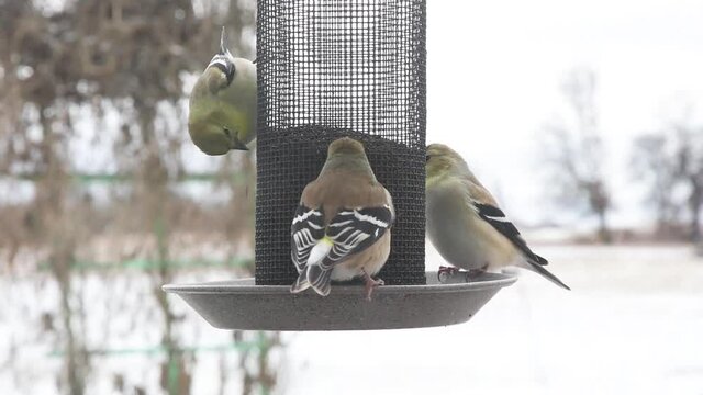 American Goldfinches in their winter plumage, eating Nyjer seeds from mesh feeder