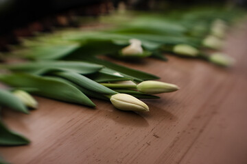 close up of fresh tulips