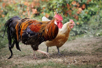 The golden cock and his hen proudly walk in the yard on Easter morning