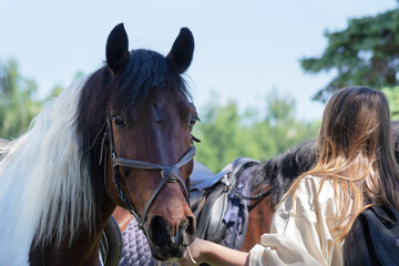 Obraz premium Portrait of a horse with a black-and-white mane, which is held by the bridle by a girl, turning away. Selective Focus
