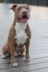 Pitbull