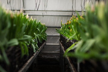 tulips growing in a greenhouse