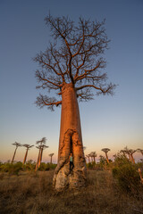 Baobab fun