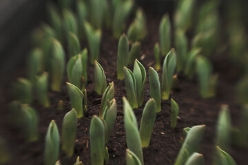 tulips growing in a greenhouse