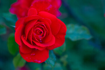 Red rose bush close-up. Flowers in the garden. Beautiful blossoms. Decorative rose bush. Bright floral background Festive delicate soft wallpaper