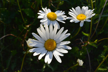 Daisies in summer garden. Beautiful flowers with white petals and yellow cores.