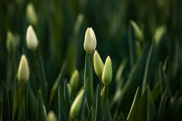 Obraz na płótnie Canvas tulips growing in a greenhouse