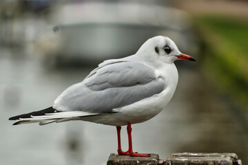 Obraz premium birdies