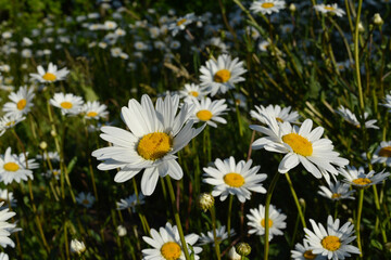 Daisies in sunny summer day. Beautiful flowers with white petals and yellow core.