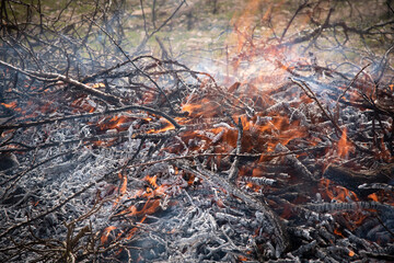 Fire in the middle of the forest. Fire to burn garbage. Log fire. Orange and red color with gray ashes.