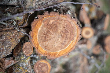 Freshly cut log of firewood, with brown and orange colors.