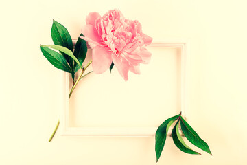 One peony flower pink color and frame on the table. Flat lay, close-up.