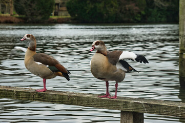 birdies