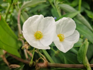 Fototapeta premium close-up of white Sagittaria trifolia flowers blooming in tropical river
