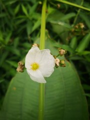 close-up of white Sagittaria trifolia flowers blooming in tropical river