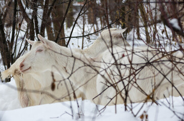 white milking goats in winter in the forest among the bushes of trees graze in the corral