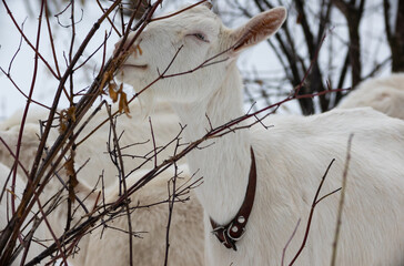 white milking goat in winter in the forest among the bushes of trees eats birch branches