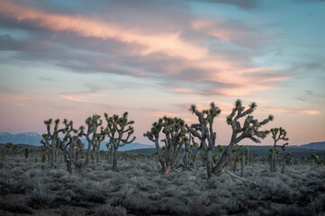 sunset in the desert