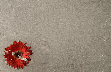 Beautiful flower on a silver shiny background. Minimal composition with large copy space. Trendy concept  glitter colors. Flat lay frame.