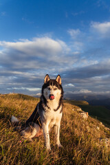 A beautiful dog of the Siberian Husky breed sits on a rock high in the mountains at sunset. Free life concept