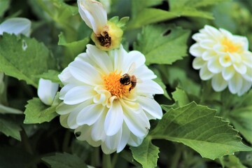 bee and flowers