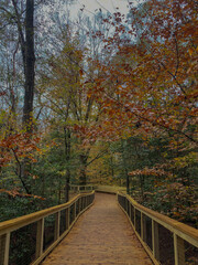 Fototapeta na wymiar Congaree National Park in South Carolina 