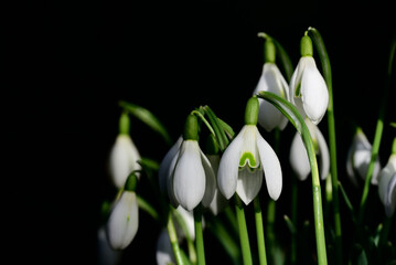 A group of fresh white snowdrops bloom against a dark background in spring