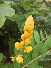 close-up of yellow Senna alata flowers blooming in tropical garden