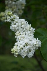 white flowers of a tree